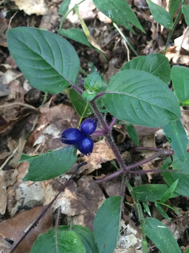 Yerba De Guava (Coccocypselum hirsutum)