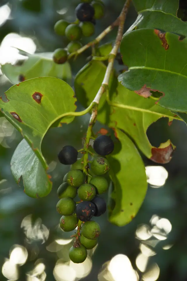 Pigeon Plum (Coccoloba diversifolia)