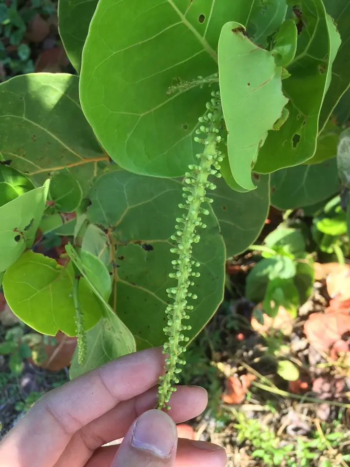 Sea Grape (Coccoloba uvifera)
