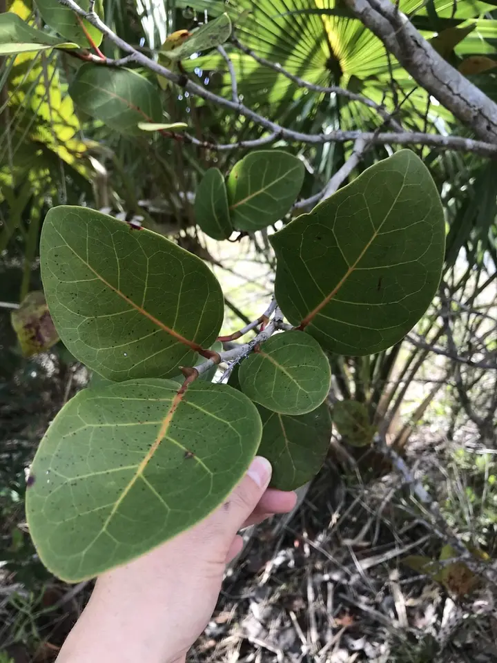 Coccoloba × hybrida (Coccoloba × hybrida)