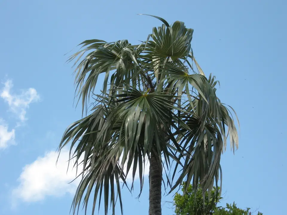 Florida Silver Palm (Coccothrinax argentata)