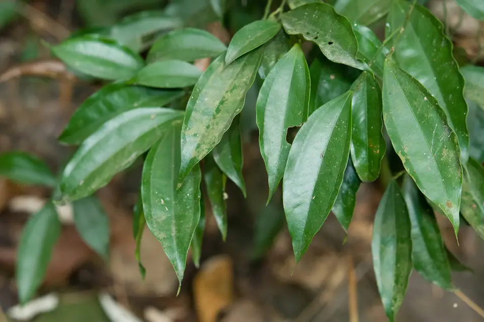 Laurel-Leaved Snail Tree (Cocculus laurifolius)