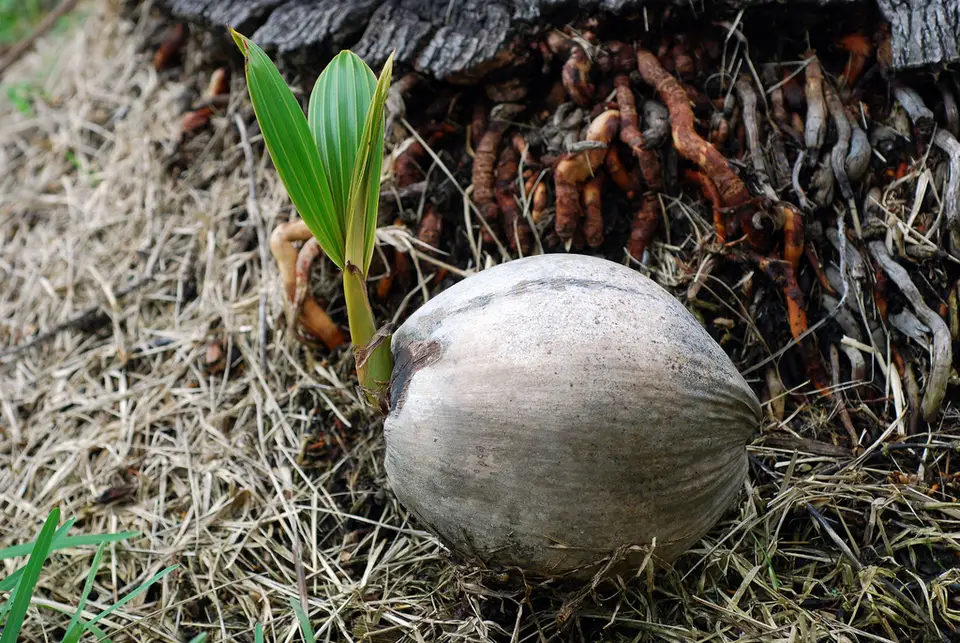 Coconut Palm (Cocos nucifera)