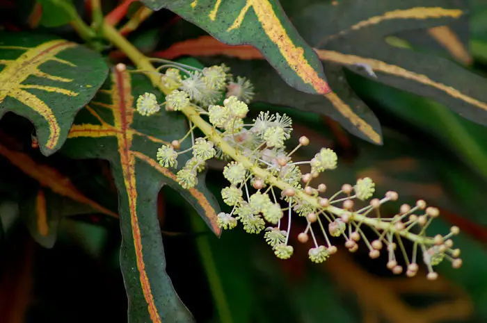 Variegated Croton (Codiaeum variegatum)