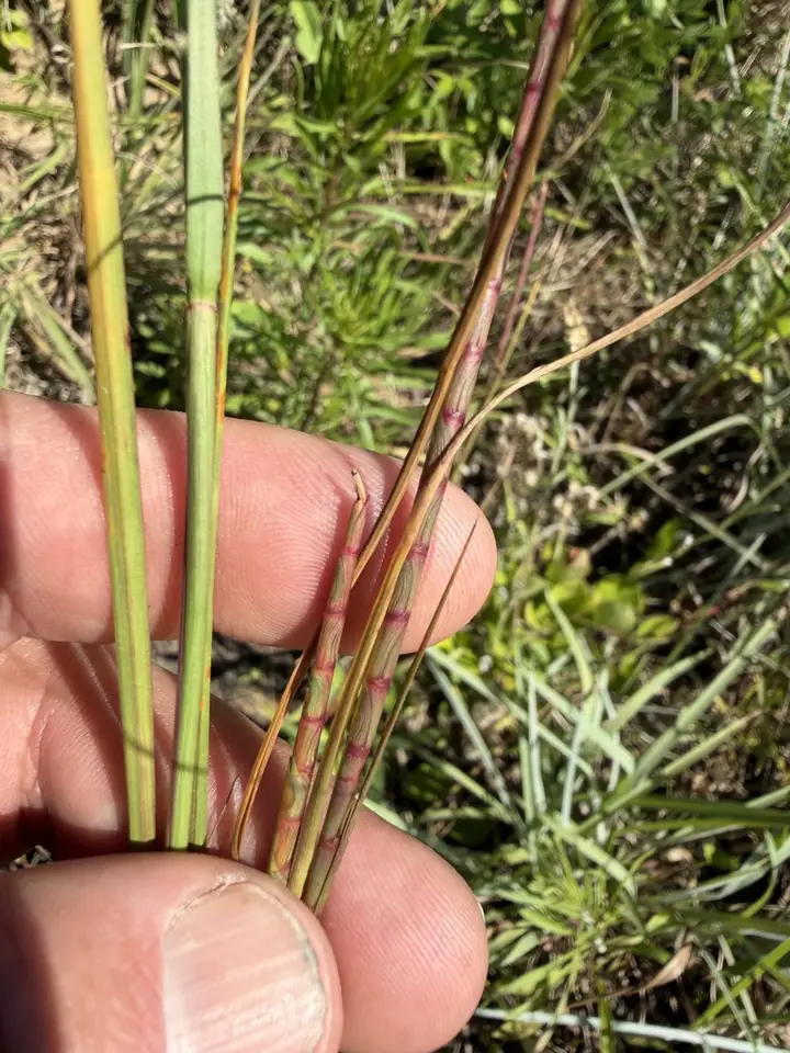 Carolina Jointgrass (Coelorachis cylindrica)