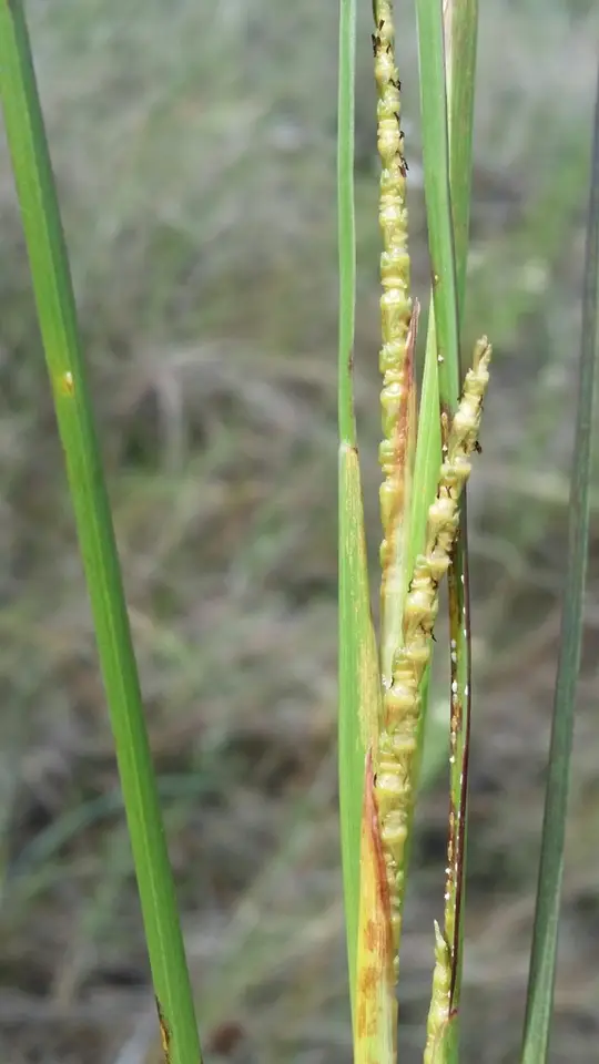Wrinkled Jointtail Grass (Coelorachis rugosa)