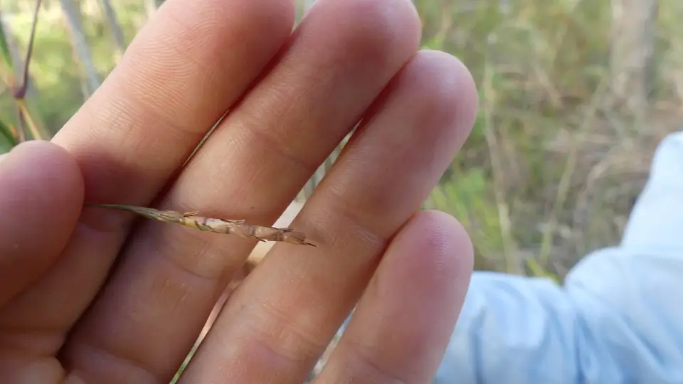 Florida Jointtailgrass (Coelorachis tuberculosa)