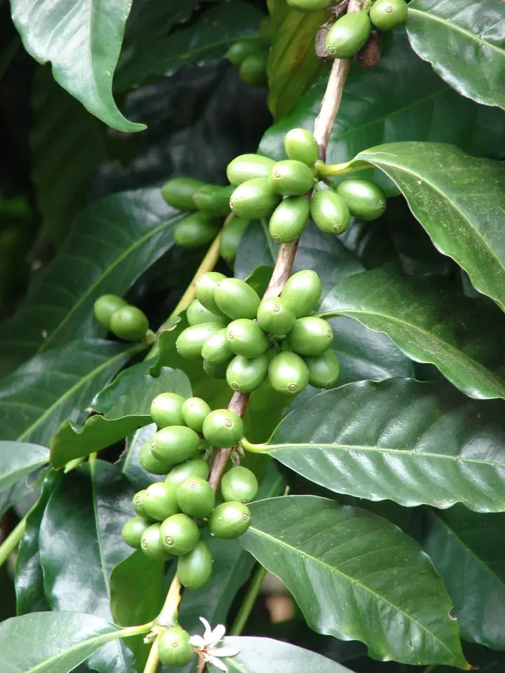 Coffee (Coffea arabica)