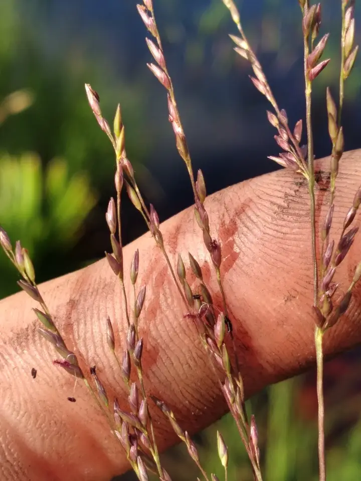 Cutthroatgrass (Coleataenia abscissa)