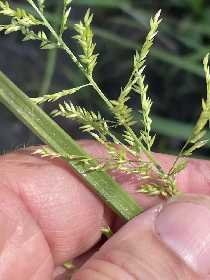 Beaked Panicum (Coleataenia anceps)