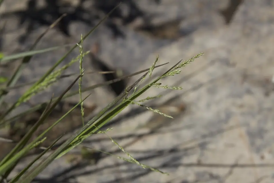 Long-Leaved Redtop-Panicgrass (Coleataenia longifolia)