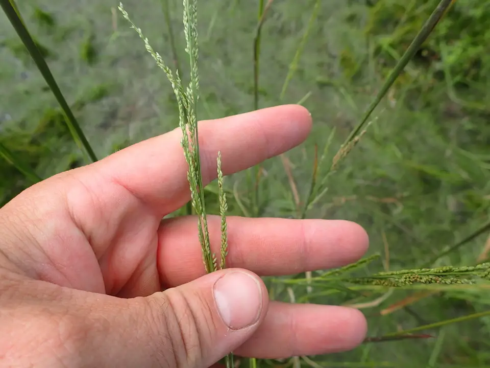 Bluejoint Panicum (Coleataenia tenera)