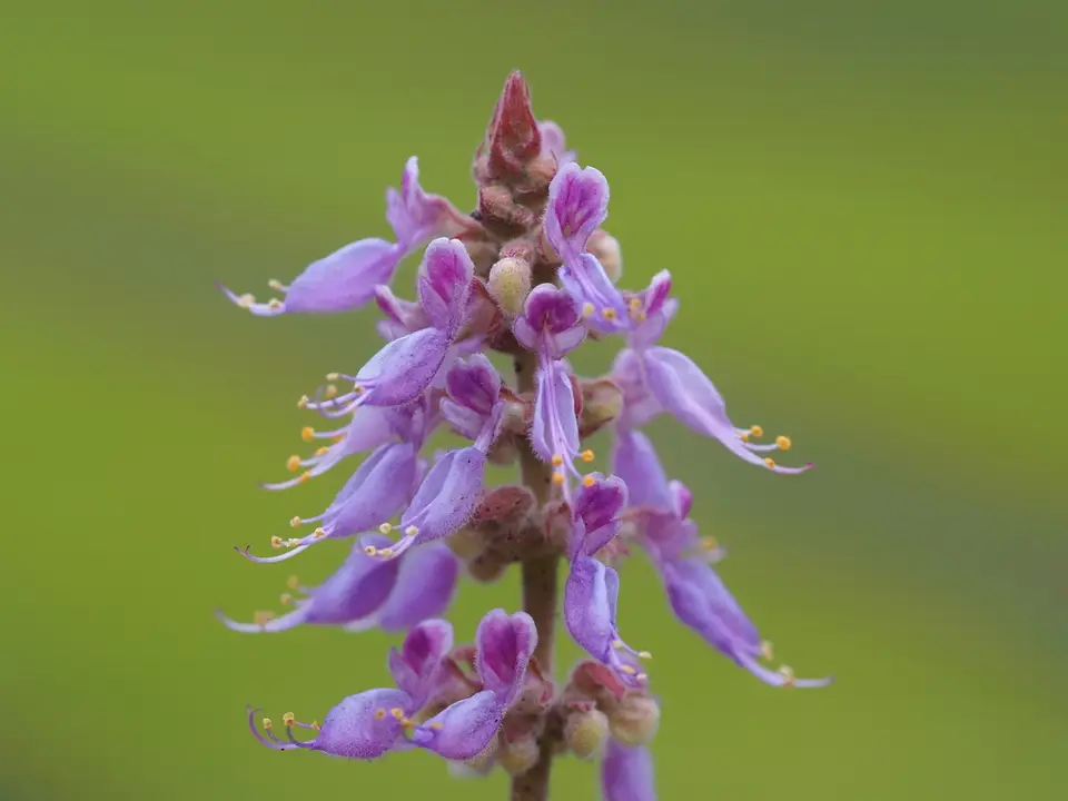 Indian Borage (Coleus amboinicus)