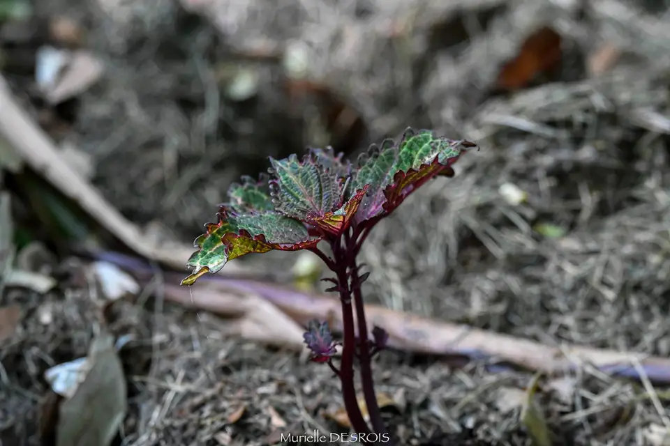 Coleus (Coleus scutellarioides)