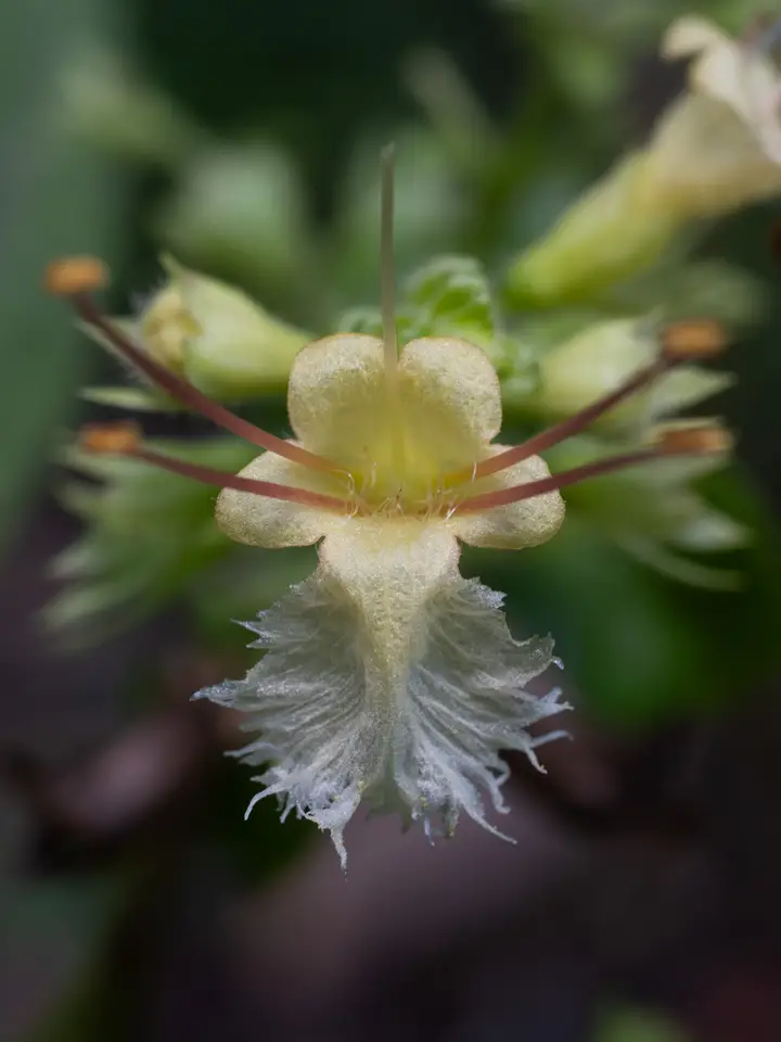 Anise Horsebalm (Collinsonia anisata)