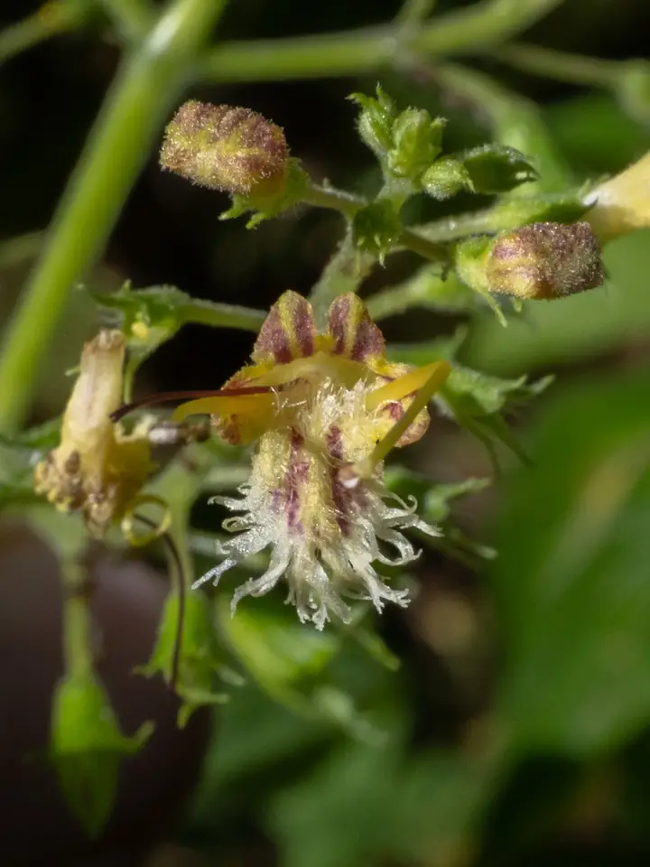 Citronella Horse Balm (Collinsonia canadensis)