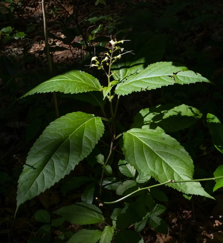 Florida Horsebalm (Collinsonia punctata)