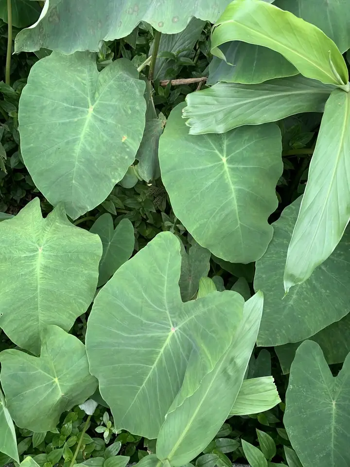 Wild Taro (Colocasia esculenta)