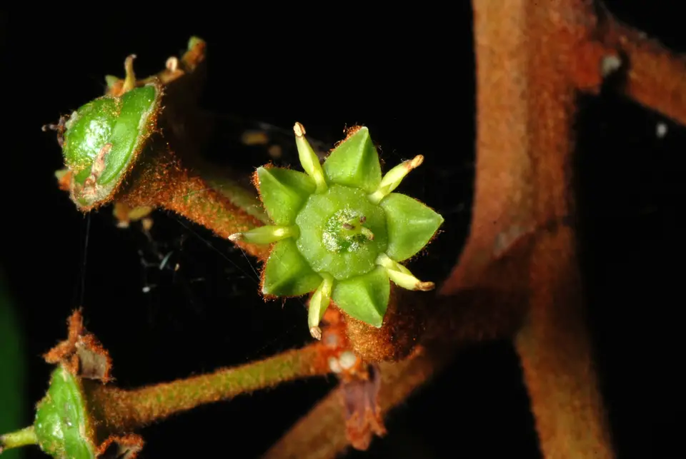 Coffee Colubrina (Colubrina arborescens)