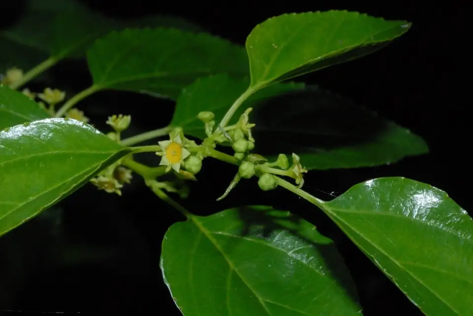 Latherleaf (Colubrina asiatica)