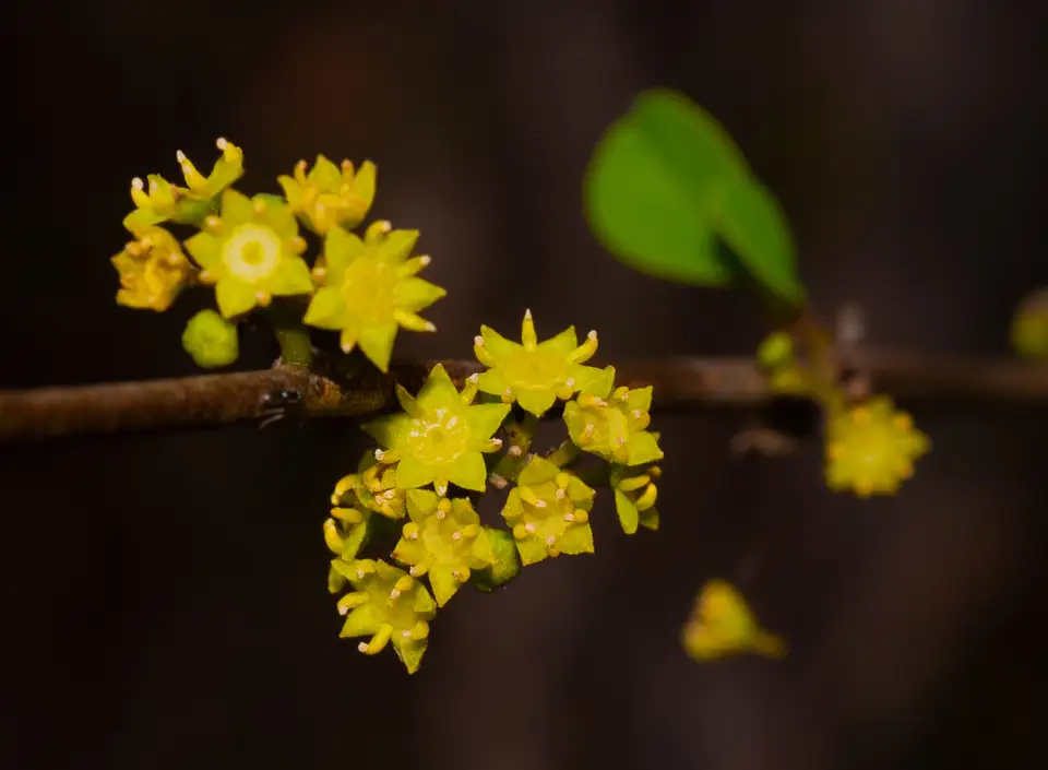 Soldierwood (Colubrina elliptica)