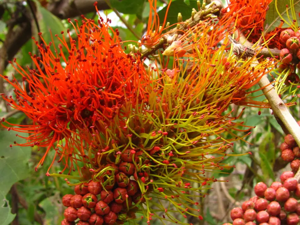 Combretum farinosum (Combretum farinosum)