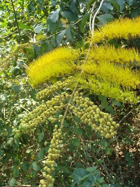 Combretum fruticosum (Combretum fruticosum)