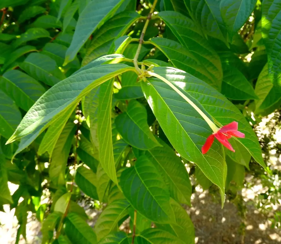 Rangoon Creeper (Combretum indicum)