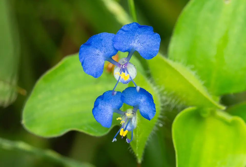 Benghal Dayflower (Commelina benghalensis)