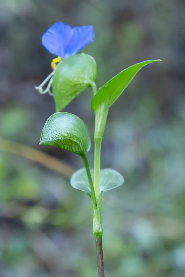 Asiatic Dayflower (Commelina communis)