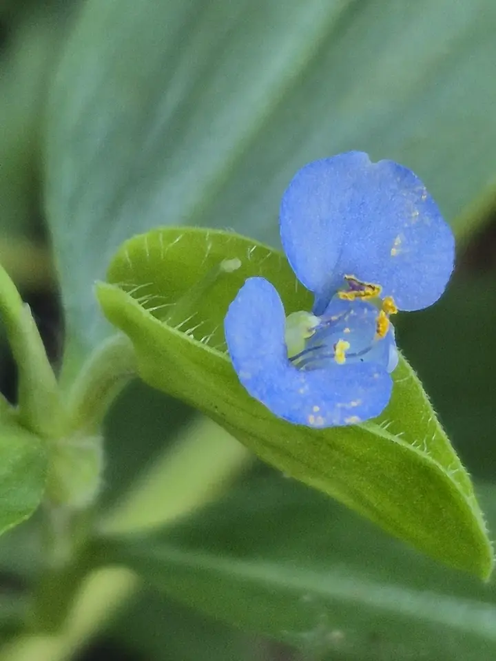 Scrambling Dayflower (Commelina diffusa)