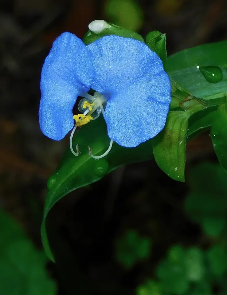 Whitemouth Dayflower (Commelina erecta)