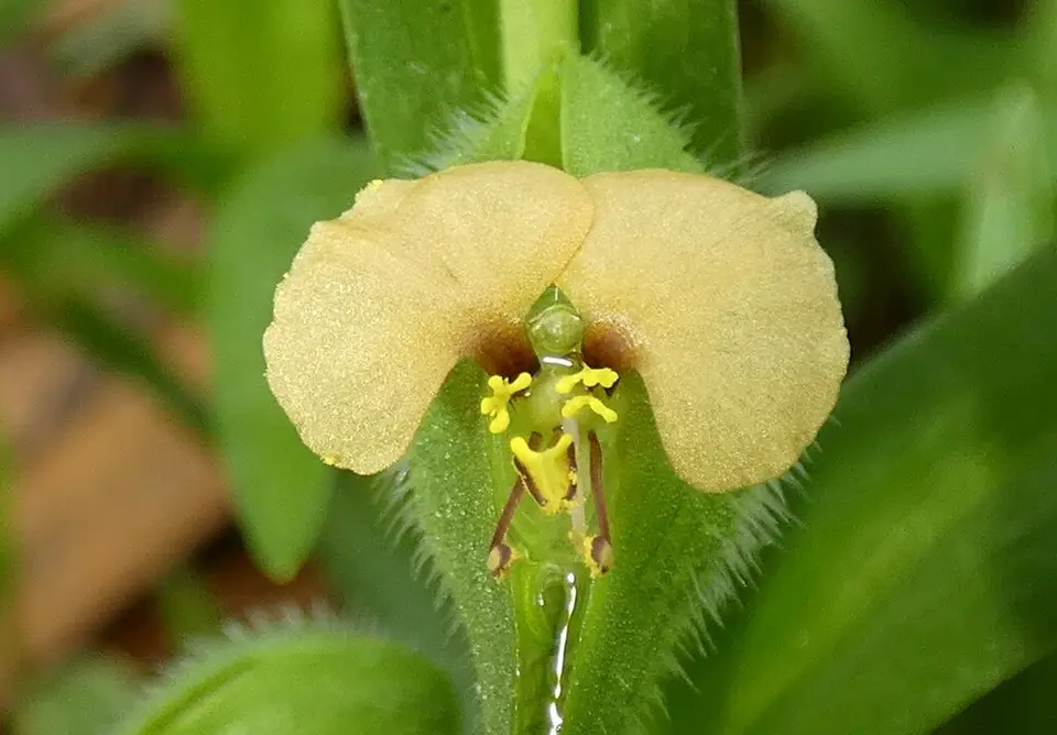 African Dayflower (Commelina gambiae)