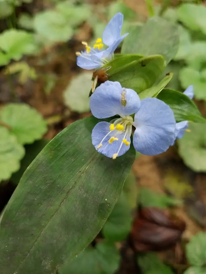 Virginia Dayflower (Commelina virginica)