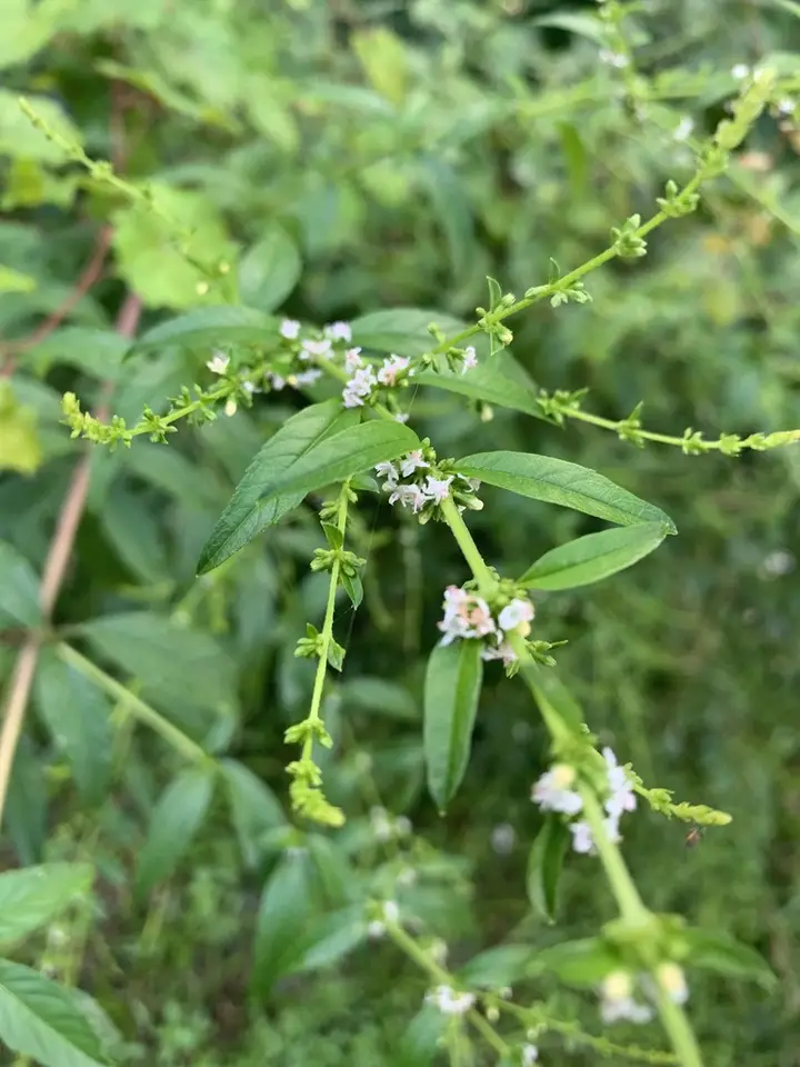 John Charles (Condea verticillata)