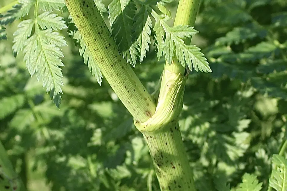 Poison Hemlock (Conium maculatum)