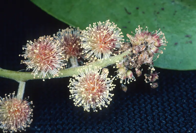 Green Buttonwood (Conocarpus erectus)