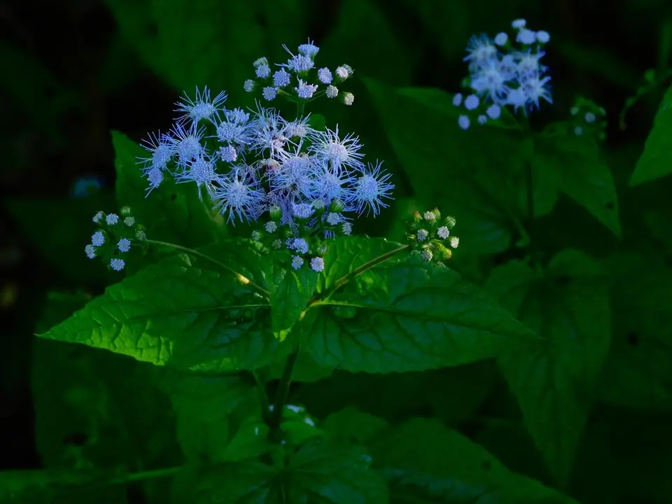 Blue Mistflower (Conoclinium coelestinum)