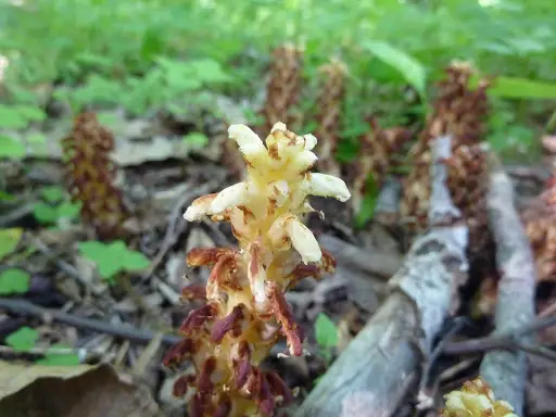 American Cancer-Root (Conopholis americana)