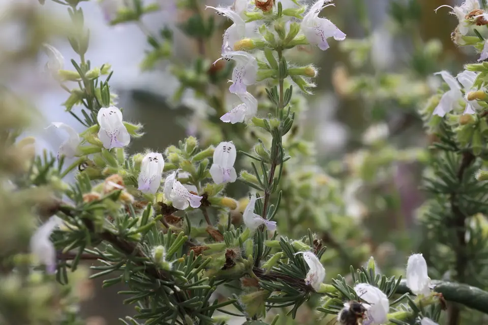 Short-Leaved Rosemary (Conradina brevifolia)