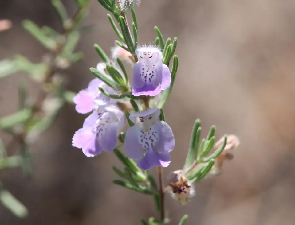 False Rosemary (Conradina canescens)