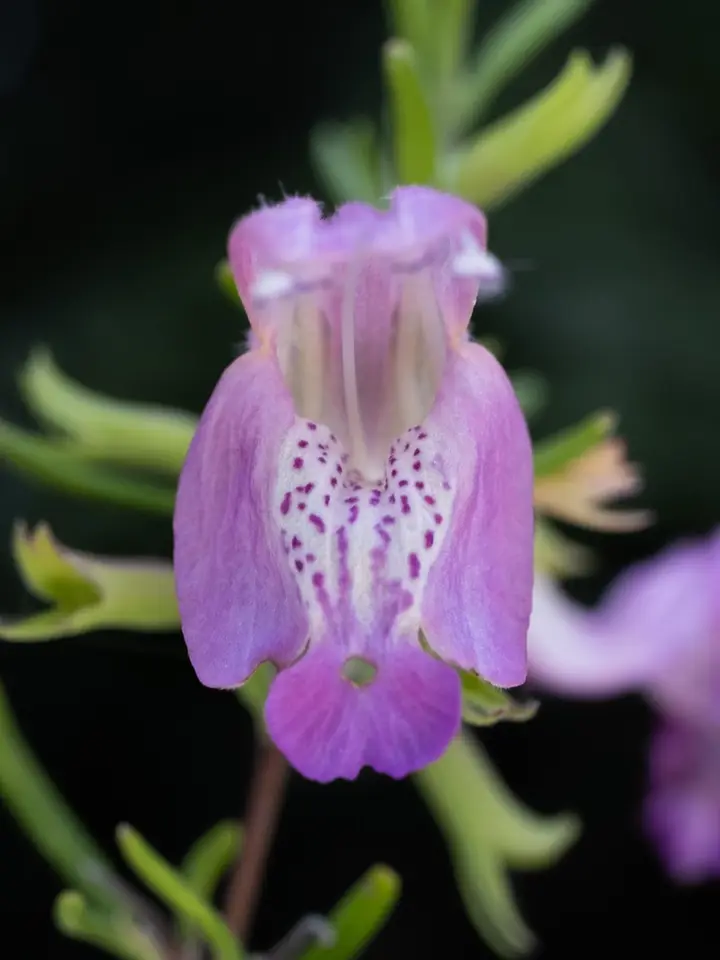 Swanflower False Rosemary (Conradina cygniflora)