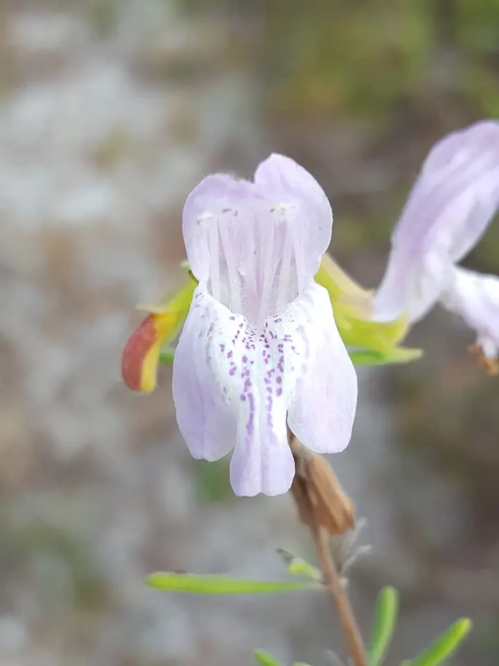 Etonia Rosemary (Conradina etonia)