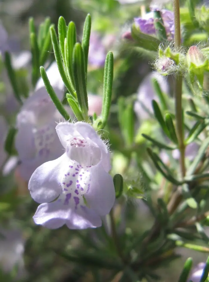 Apalachicola Rosemary (Conradina glabra)
