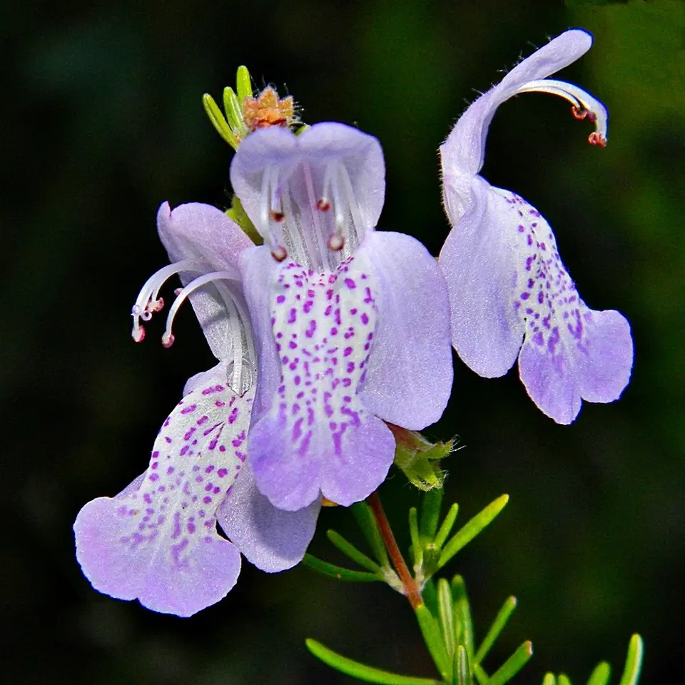 Largeflower False Rosemary (Conradina grandiflora)