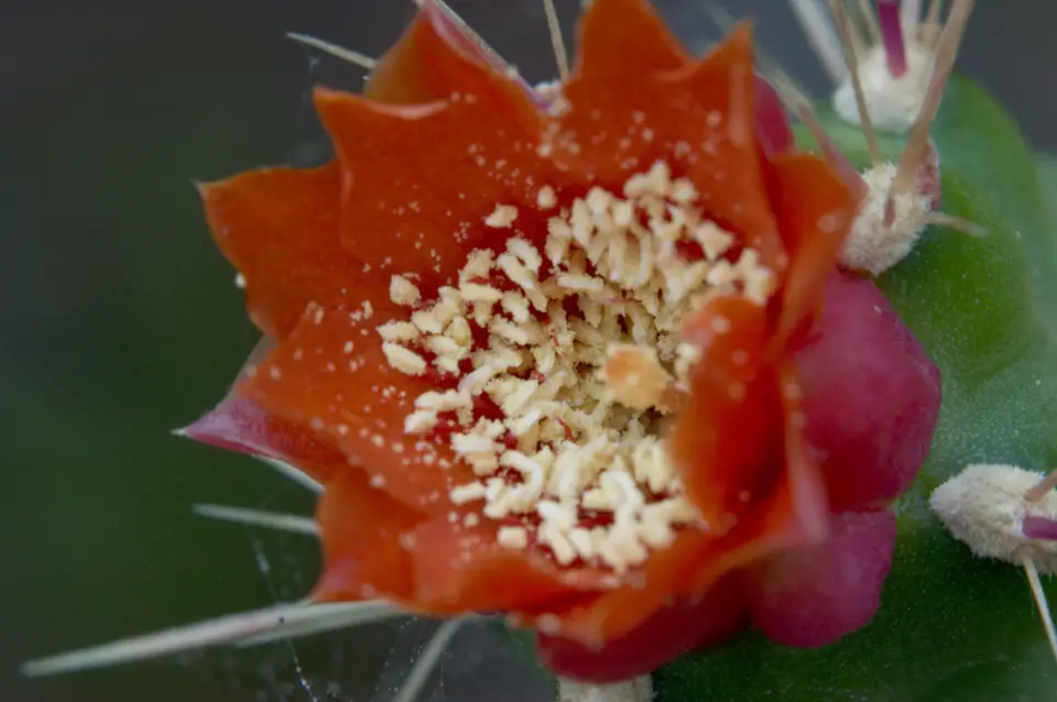 Florida Semaphore Cactus (Consolea corallicola)
