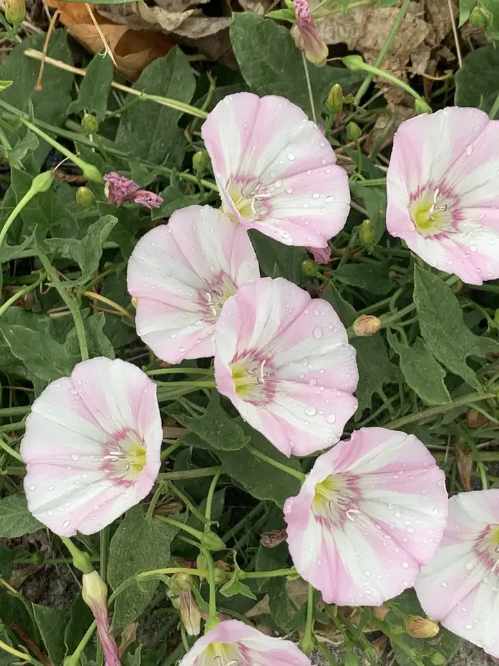 Field Bindweed (Convolvulus arvensis)