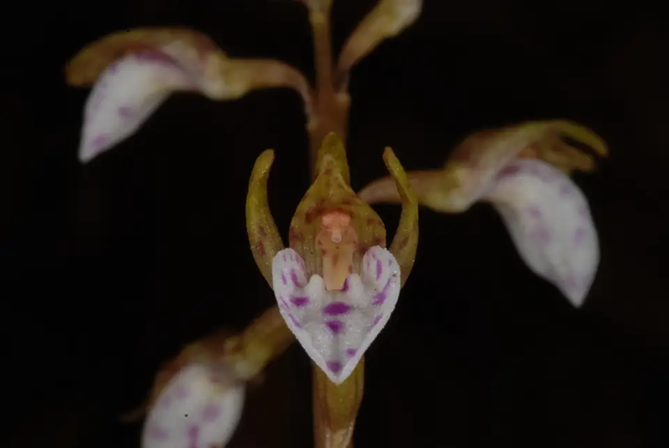 Spring Coralroot (Corallorhiza wisteriana)