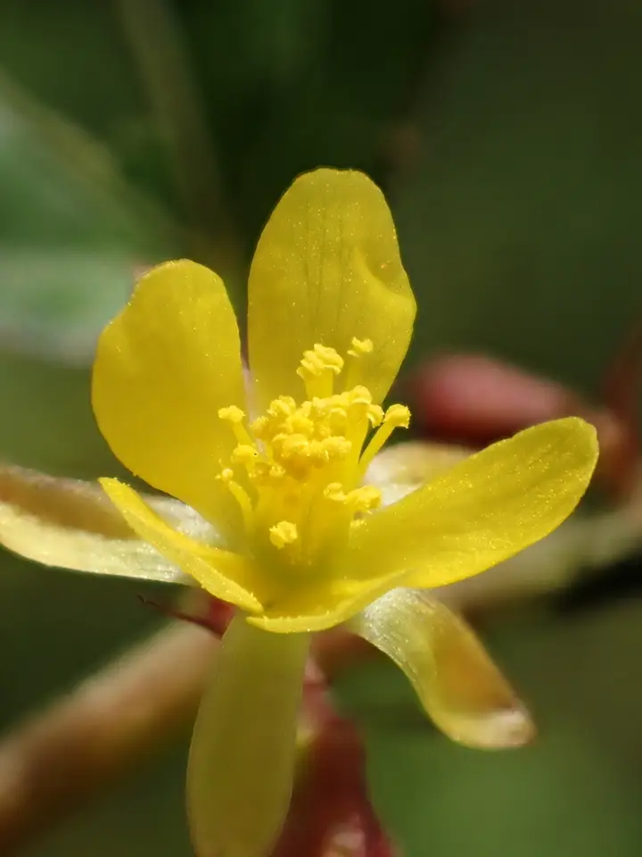 East Indian Mallow (Corchorus aestuans)