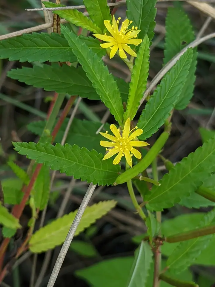 Corchorus hirtus (Corchorus hirtus)